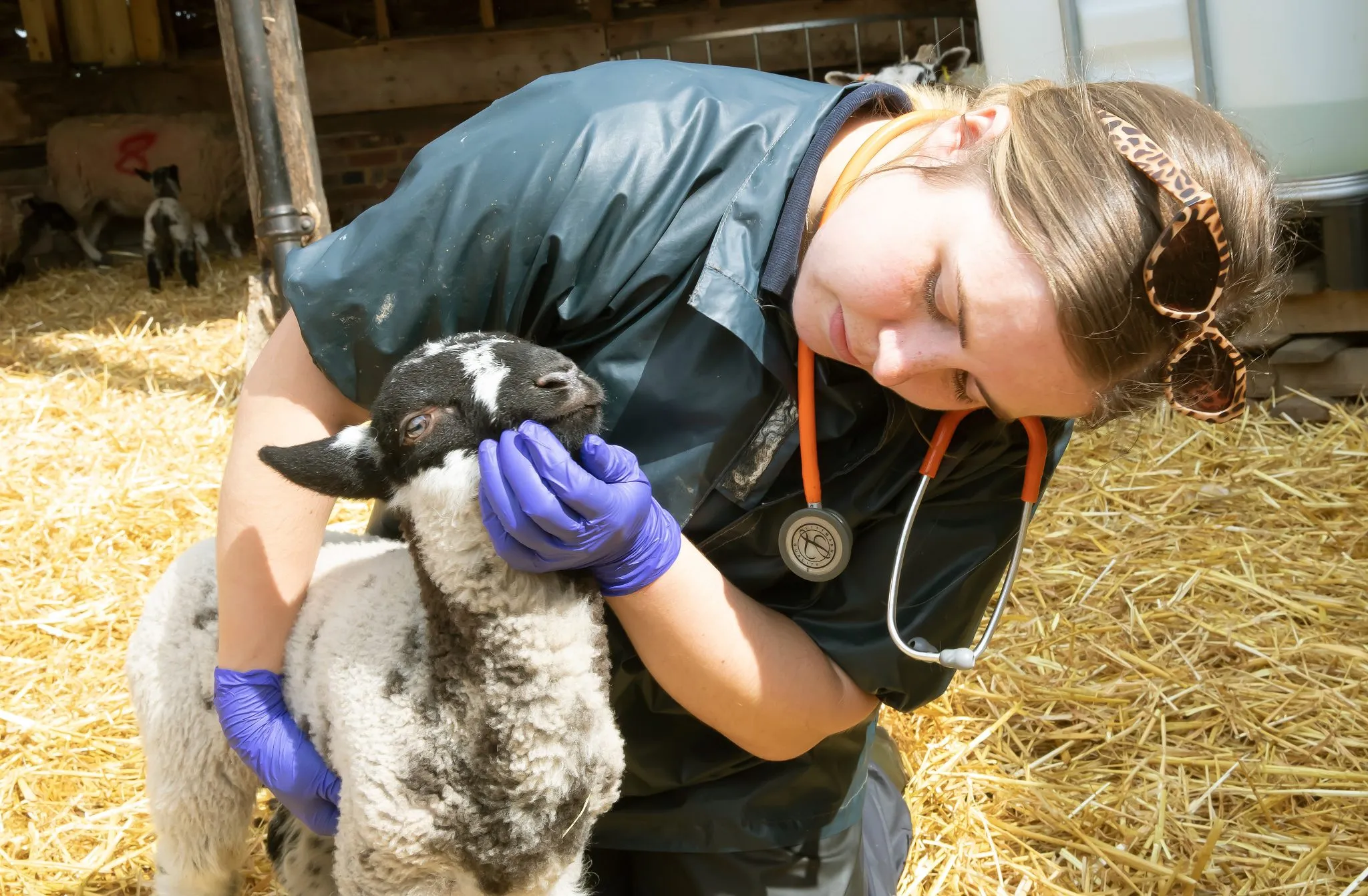 A lamb is in a straw-filled enclosure, being held with both hands by a female vet, who is looking into its mouth